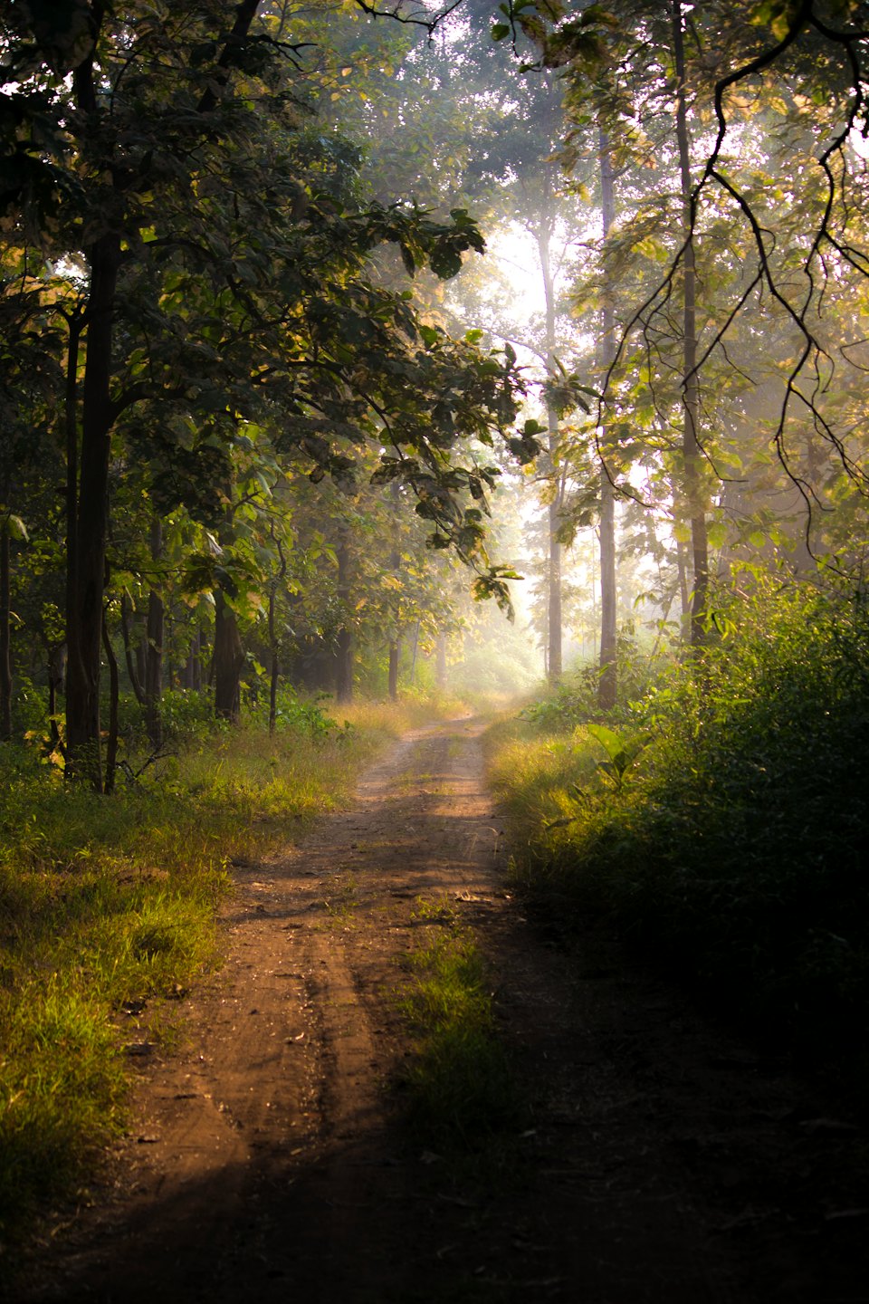 A winding dirt road leads into a misty dense forest.