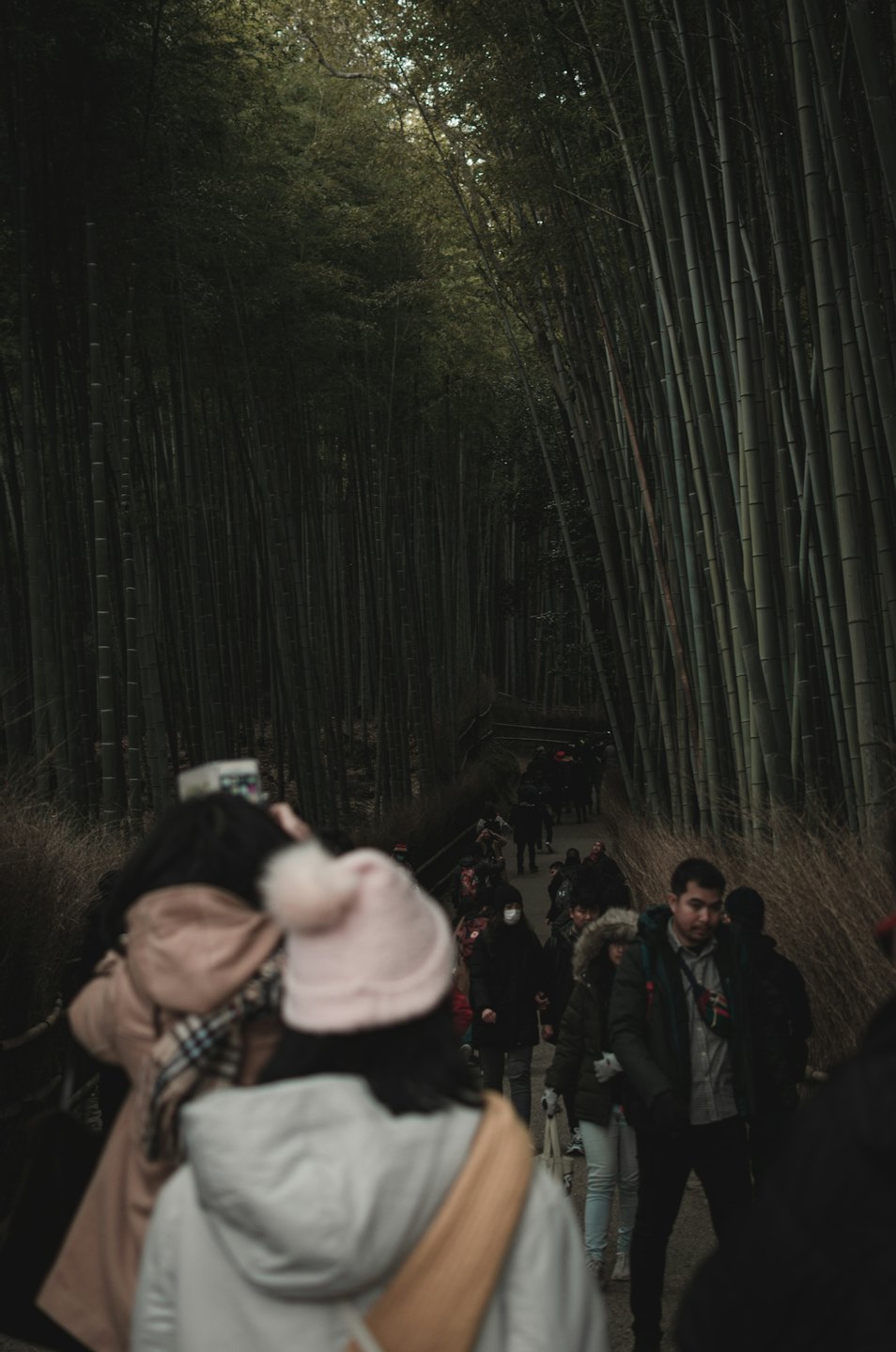 People walk along a winding path through a bamboo forest.